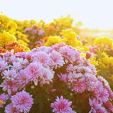 2 Pink Mums Plants Live, 5 to 6 Inc Long, Chrysanthemum Plants Live, Mum Live Plant Gardening,Planting