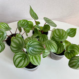 Watermelon Peperomia Live Plant, Houseplant Peperomia in 4 Inc Pot, Green Sliver Leaves