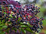 Set 3 American Elderberry Trees Live Plants for Planting, Black Elderberry Bush Live Plants, Sweet Elderberry Plants Live, Sambucus Canadensis Elderberries Fruit Trees 6 to 12 Inch Tall Bareroots