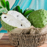 Pack 2 Guanabana Soursop Tree Live, 6-10" Tall, Sweet Soursop Plant Live for Planting, in Pot, Tropical Soursop Fruit Tree, Well-Rooted