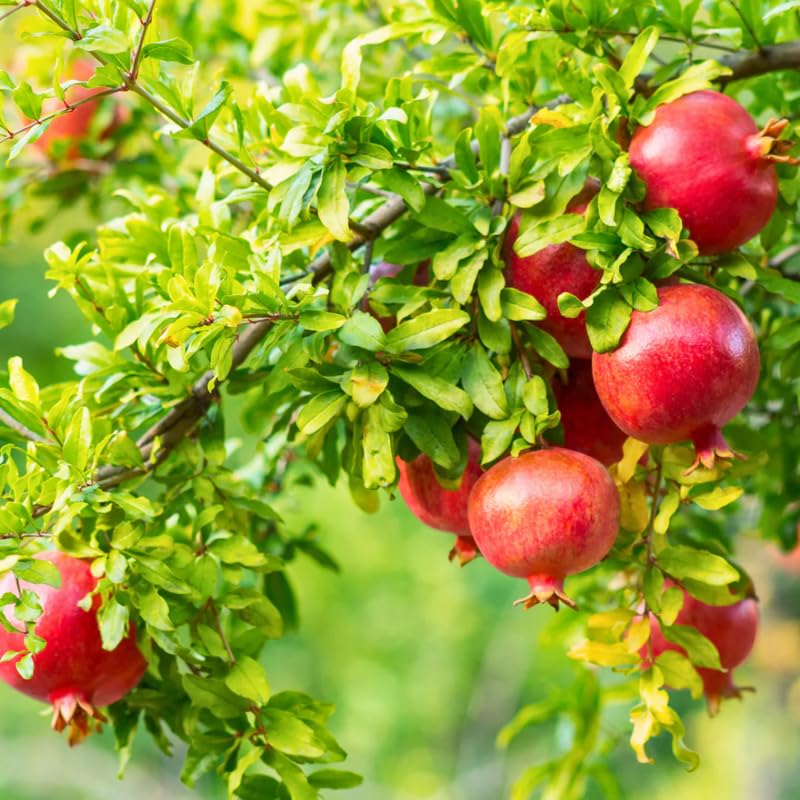 Pomegranate Plant Live in 4" Pot, Cold Hardy Variety, Well-Rooted Fruit Tree Starter for Indoor Outdoor Growing