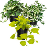 3 Mixed Pothos Live Plants in 4 Inch Pot, 3-6" Live Pothos Plant, Assorted Vine Houseplant for Hanging Basket, Garden Pots