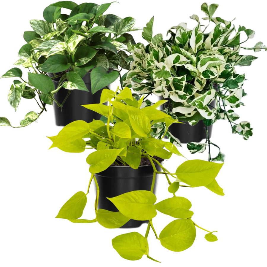 3 Mixed Pothos Live Plants in 4 Inch Pot, 3-6" Live Pothos Plant, Assorted Vine Houseplant for Hanging Basket, Garden Pots