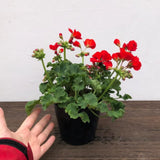 4 Red Geranium Plants Live, 4 to 6 Inches Tall, Geranium Live Plants for Garden