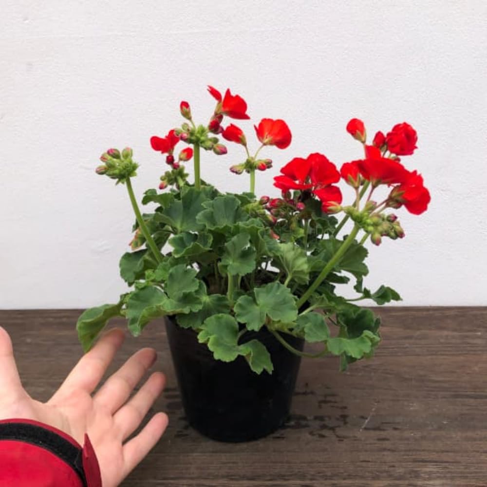 4 Red Geranium Plants Live, 4 to 6 Inches Tall, Geranium Live Plants for Garden