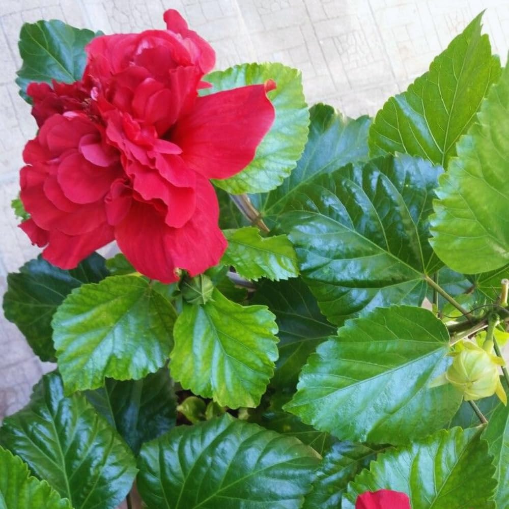 2 Hardy Hibiscus Plants Live, Hibiscus Flowers Plants Tree, 3 to 5Inc Long (Double Red)