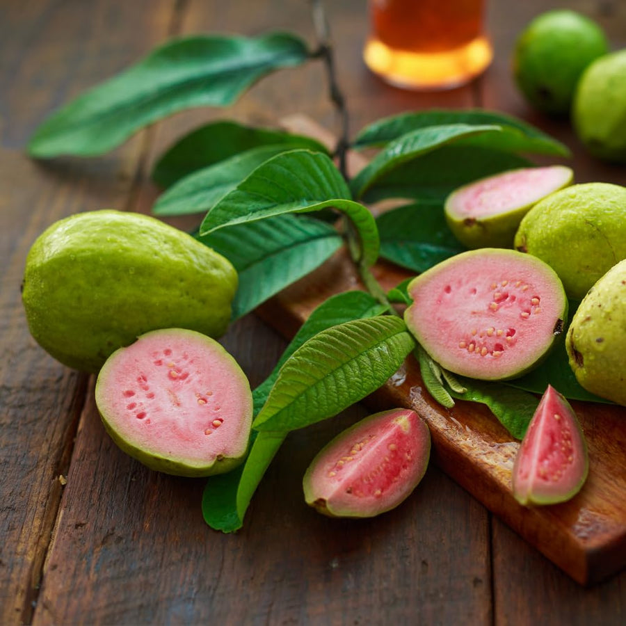 Pink Guava Tree Live Plant, Guava Plant Live, 8 to 10 Inches Tall, Sweet Tropical Fruit Tree for Indoor Outdoor Growing