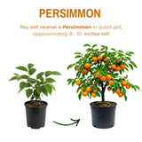 Persimmon Tree Live Plant, Persimmon Fruit Trees Live Plants, Quart Pot, 8-10 Inches Tall, Hardy Fruit Tree for Indoor Outdoor Growing