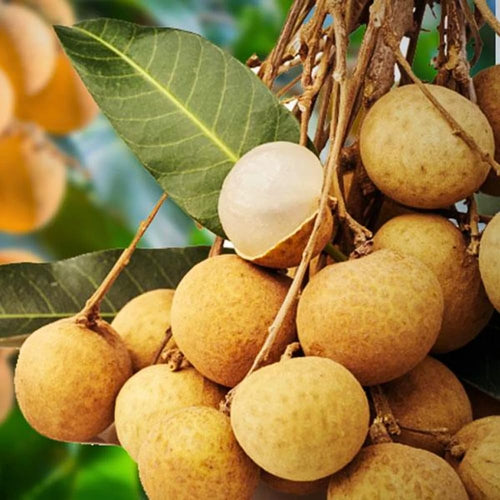 Sweet Longan Plant Live, 7-10 Inches, Longan Tropical Fruit Tree Well Rooted, Outdoor and Container Growing