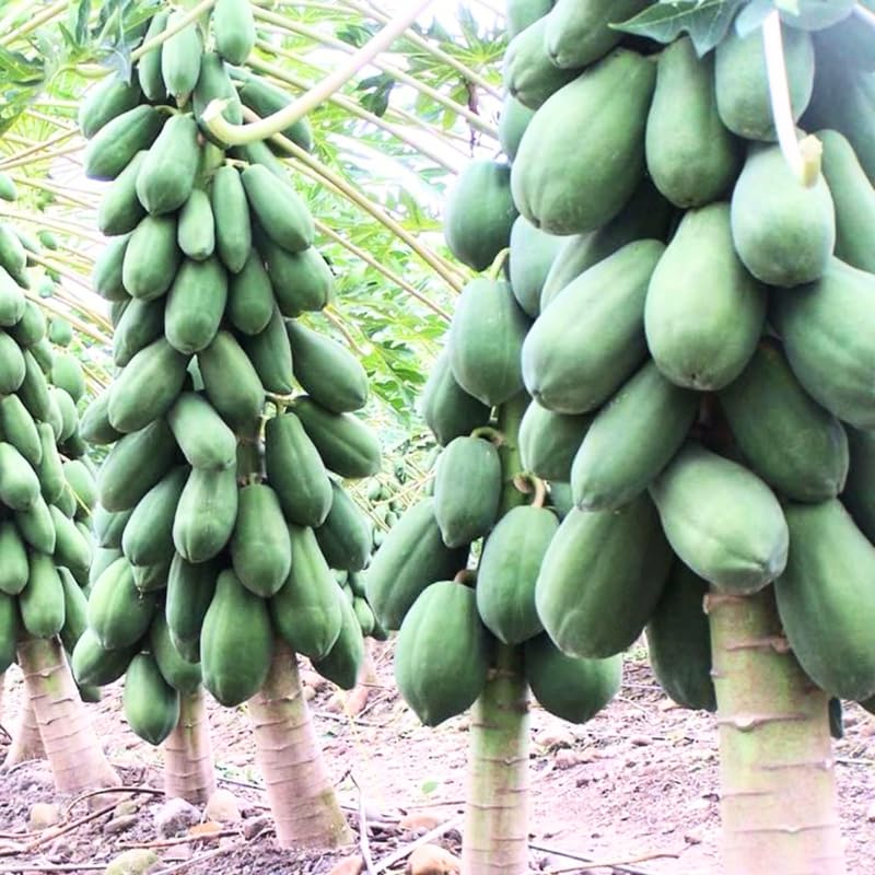 1 Papaya Plant Live Size 7-10" in 4in Pot, Perfect for Containers, Tropical Fruit for Small Spaces, No CA