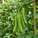 2PPP Winged Bean Plant Live in 4 Inch Pot, Bean Live Plant 5 Inches Tall, Well Rooted Vegetable Plant for Growing