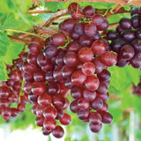 Red Grape Vine Plant Live for Planting 1-2 Years Old, Sweet Grape Plant Live Grape Tree, Grape Fruit Tree for Planting