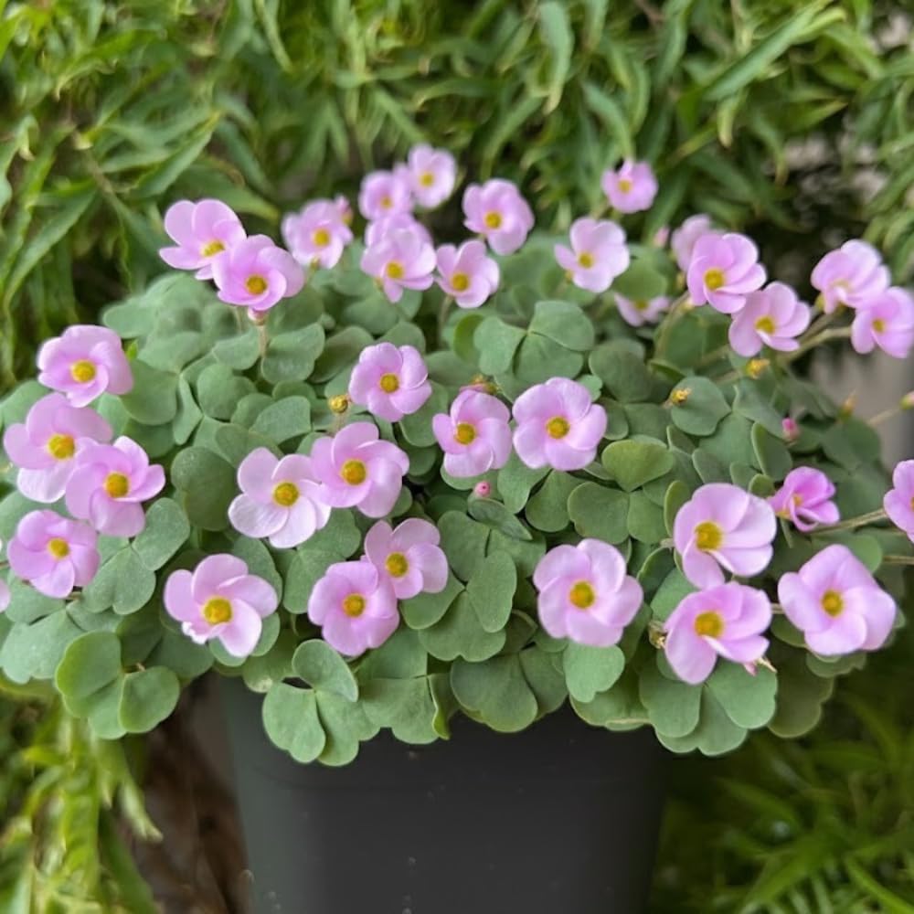 Oxalis Flower Plant in 4'' Pot, 4-8'' Tall, Shamrock Flowers Plants, Perennial Flower Plants for Indoor and Outdoor Garden (Light Purple Oxalis)
