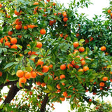 Grafted Sweet Orange Tree Live, 3 to 4 Feet Tall Citrus Fruit Tree for Outdoor Planting