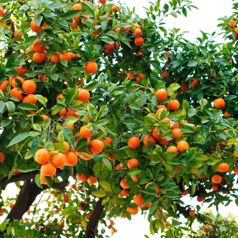 Grafted Sweet Orange Tree Live, 3 to 4 Feet Tall Citrus Fruit Tree for Outdoor Planting