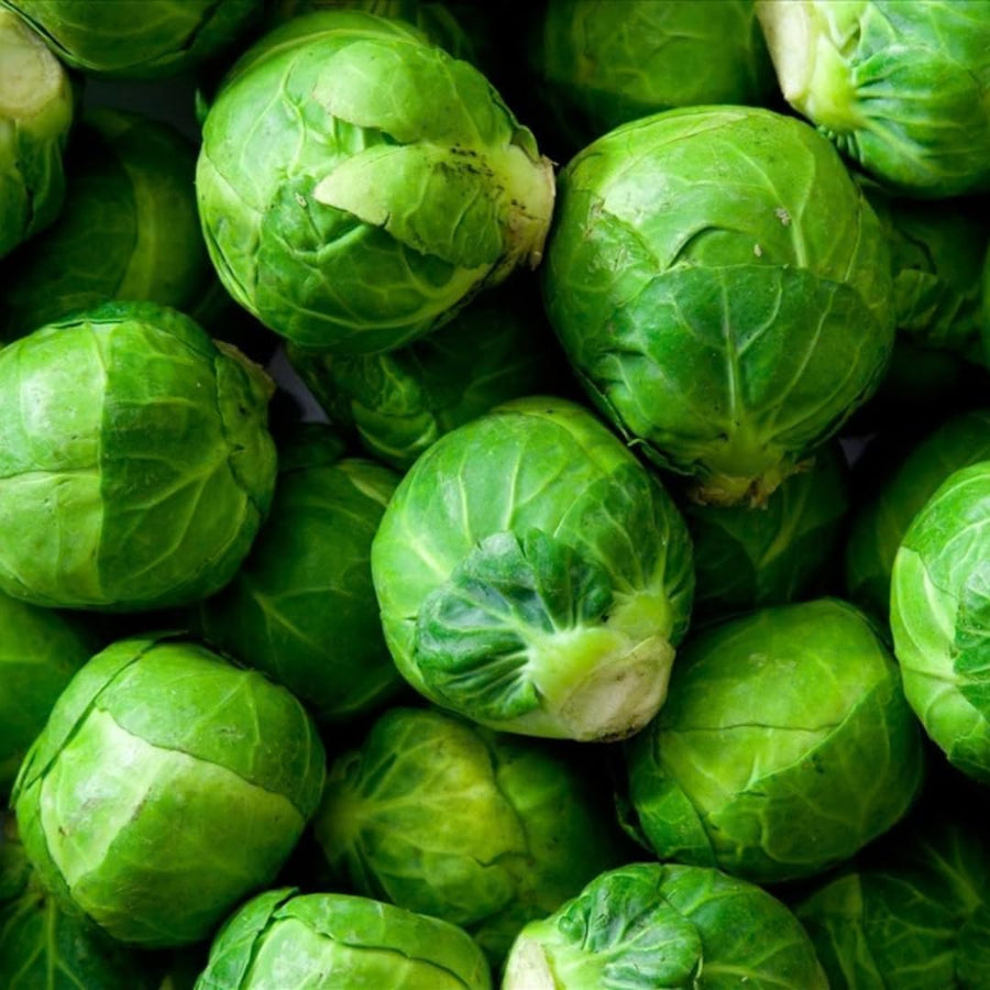 2 Brussels Sprouts Vegetable Plants Live, Garden Seedlings in 4 Inch Pot for Outdoor Growing