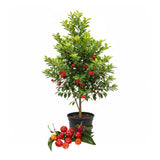 Surinam Cherry Tree Live Plant, Ready to Bear Fruit Cherry Tree, 1.5-2 Feet Tall, Edible, Cold Hardy, Outdoor Growing