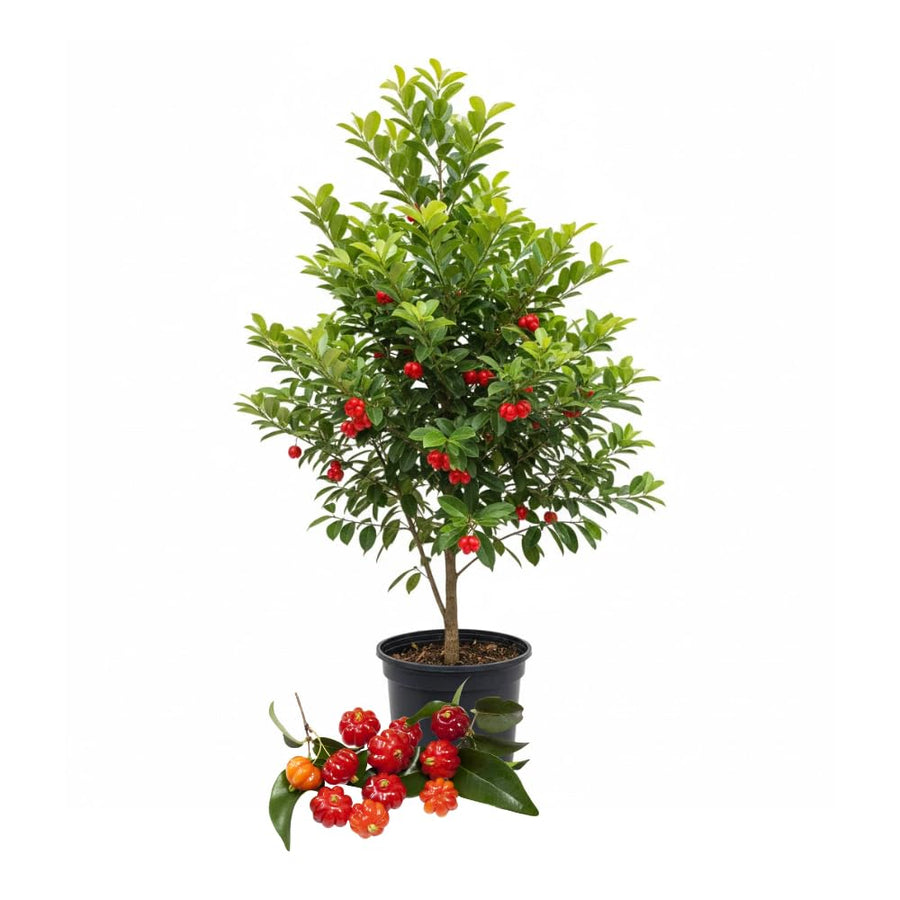 Surinam Cherry Tree Live Plant, Ready to Bear Fruit Cherry Tree, 1.5-2 Feet Tall, Edible, Cold Hardy, Outdoor Growing