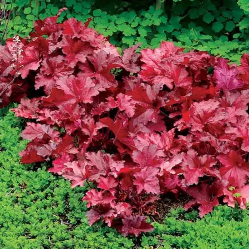 3 Coral Bells Heuchera Perenial Live Plants, Orange Red Seasonal Leaves Color Change, Well-Rooted 5-9 Inc Tall, No Pot