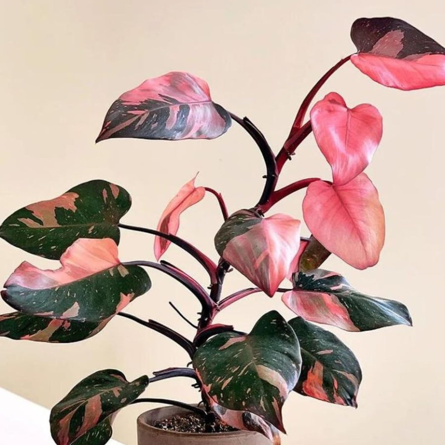 Set of 2 Live Pink Princess Philodendron Plant in 4 Inch Pot, Tropical Indoor Houseplants with Pink Variegated Foliage for Indoor Growing