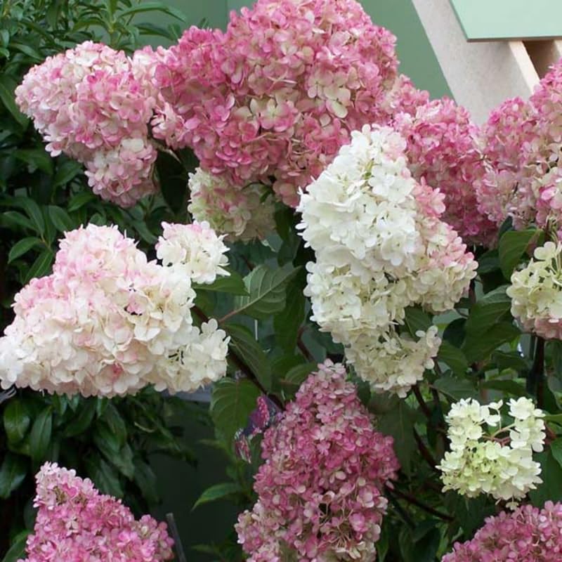 Pink White Hydrangea Plant Live, Hydrangea Tree Live Plant Outdoors, 5 to 7 Inches Tall, Shrub Bush Plant