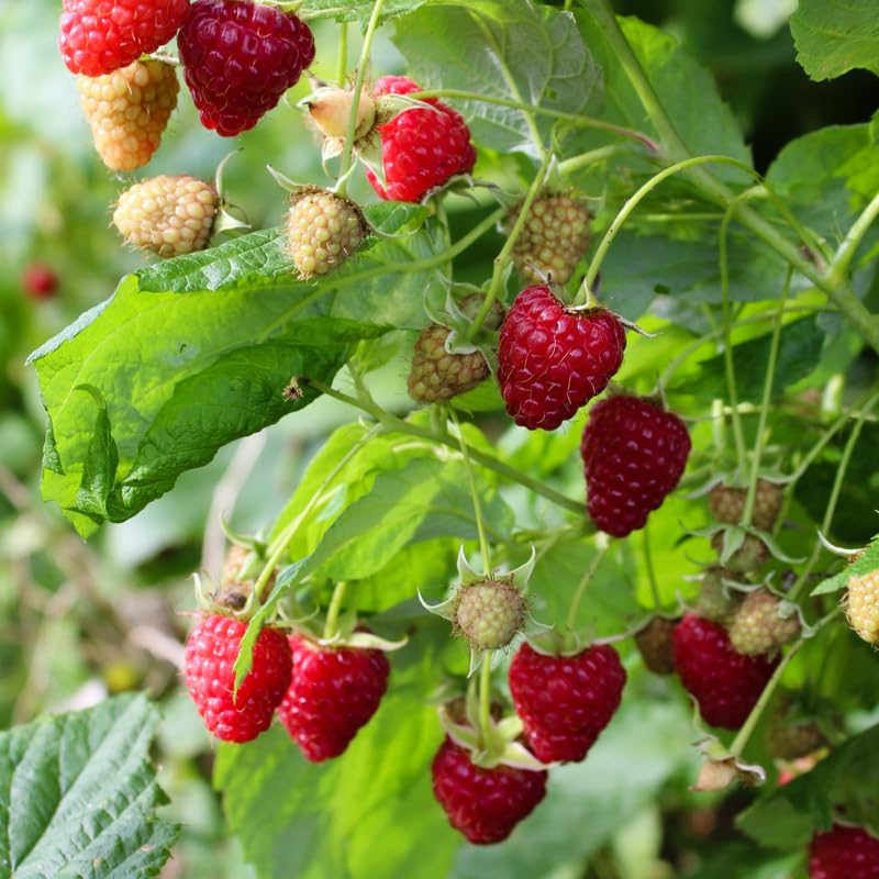 Set 2 Pots Red Raspberry Plants Live for Planting Outdoor, 3 Inch Pot, Perennial Sweet Berries Starter Plants
