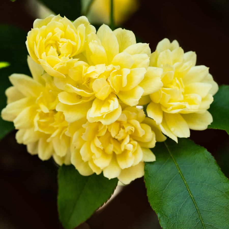 Bright Yellow Sunrosa Rose Live Plant, Fragrant Rose Bush Ready to Plants, Zone 5 to 9, Size 5 to 7 Inches and Bare Root
