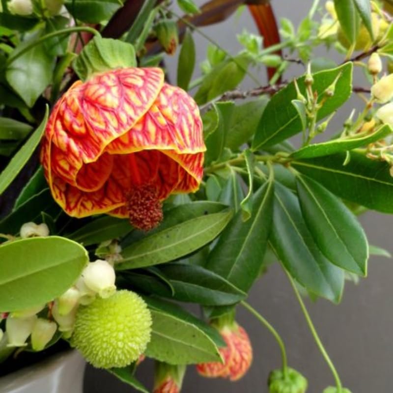 Stripe Orange Abutilon Live Plant, Abutilon Flowering Vine, Trailing Lantern Flower Well Rooted 5-7 Inch Tall