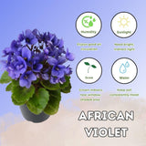 African Violets Live Plant 4-8 Inches Tall, 4 Inch Pot, African Violets Plants Live, Flowering Houseplant for Planting (Blue African Violets)