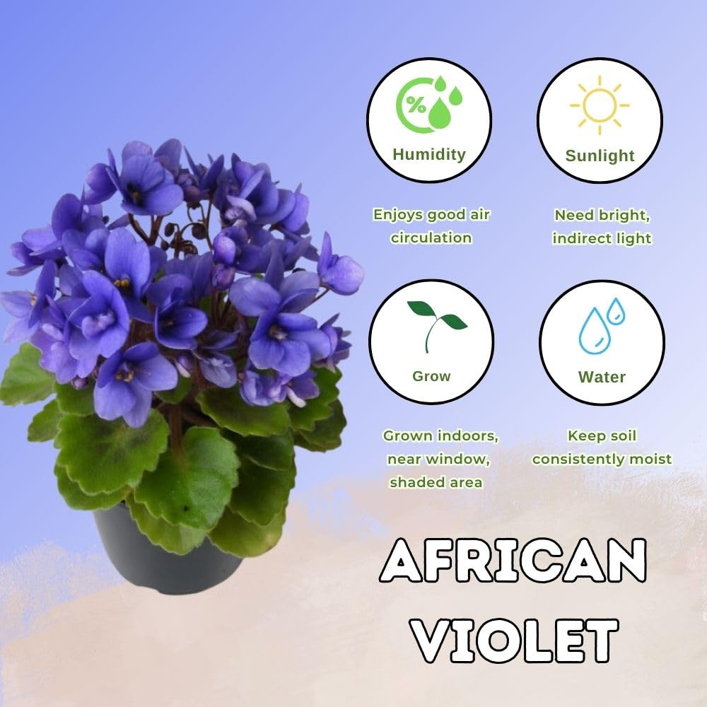 African Violets Live Plant 4-8 Inches Tall, 4 Inch Pot, African Violets Plants Live, Flowering Houseplant for Planting (Blue African Violets)