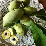 Set 2 Pawpaw Tree Live Plant 6 to12 Tall in Quart Pot, Paw Paw Fruit Tree for Outdoor Garden Planting