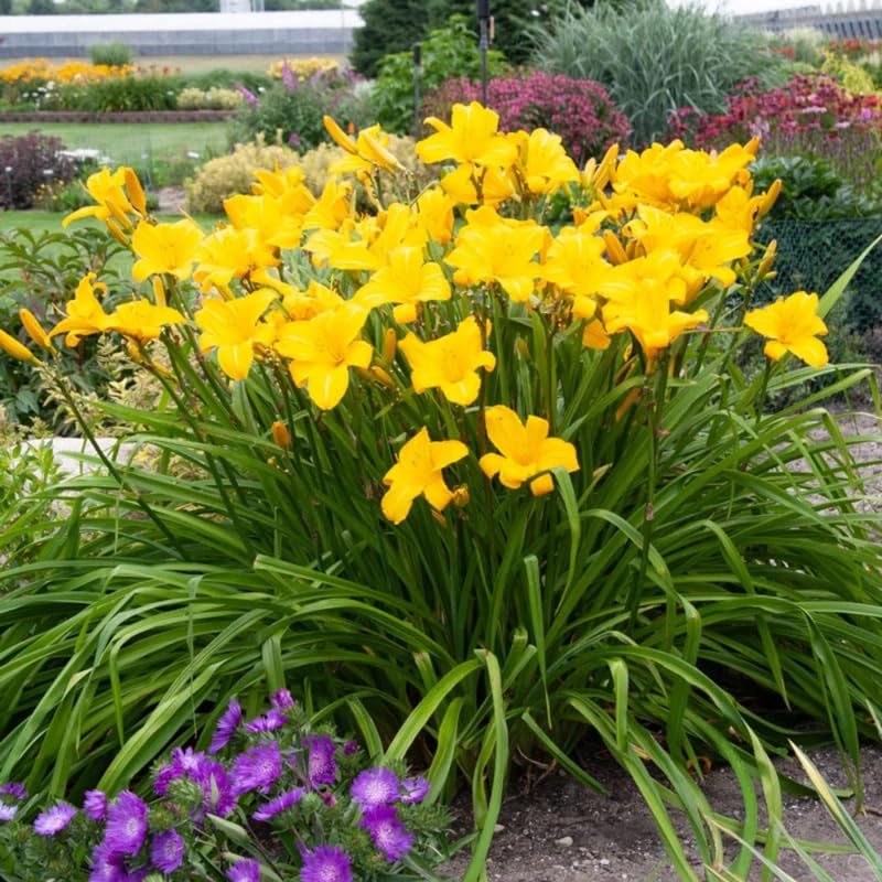 Pack 10 Daylily Bulbs for Planting Spring, Fast Blooming Hardy Perennial Lily Bare Roots for Outdoor Growing (Yellow, Large Day Lily)