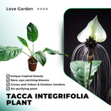 White Tacca Plant Live in 4 Inch Pot - White Bat Flower Houseplant Great for Indoor and Outdoor Gardening