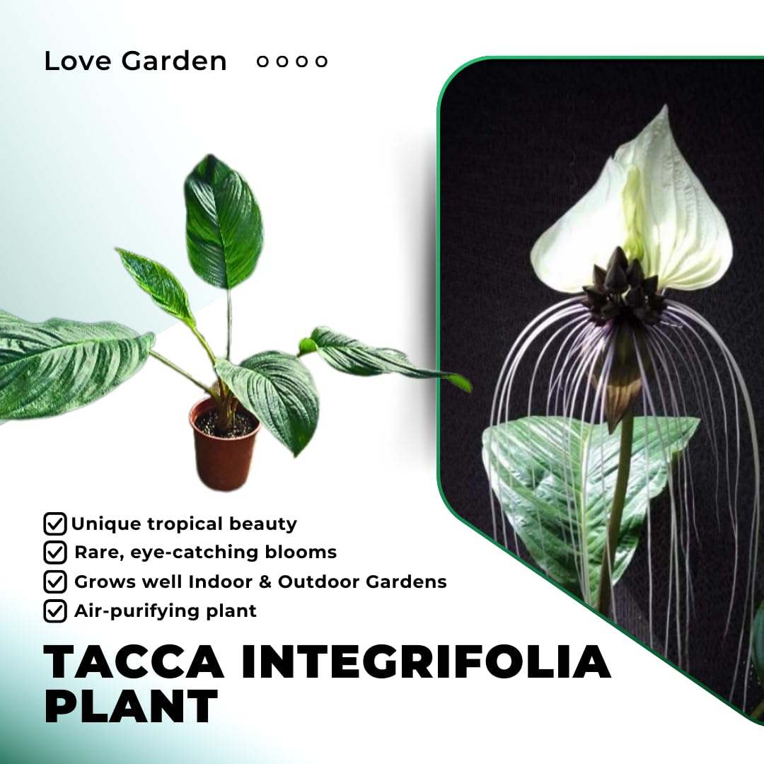 White Tacca Plant Live in 4 Inch Pot - White Bat Flower Houseplant Great for Indoor and Outdoor Gardening