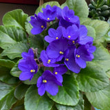 African Violets Live Plants, African Violet Plant Live in 4 Inches Pot, Violets Flowers Houseplant, 4-7 Inches Tall for Home Office Decor (Blue)