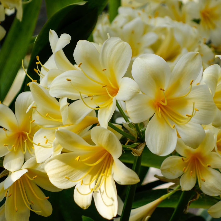 Yellow Clivia Plant Live, Clivia Flowering Houseplant in 6 Inch Pot, Perennial Flowering Plant for Containers, Patios, and Indoors