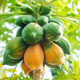 Tropical Papaya Tree Live Plant, 5-10” Tall Well-Rooted Fruit Plant in 4 Inch Pot, Easy to Grow Indoors or Outdoors