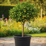 Calamondin Tree Live Plant, Calamansi Plant Live from 3 Feet to 4 Feet Long, Gardening Outdoor