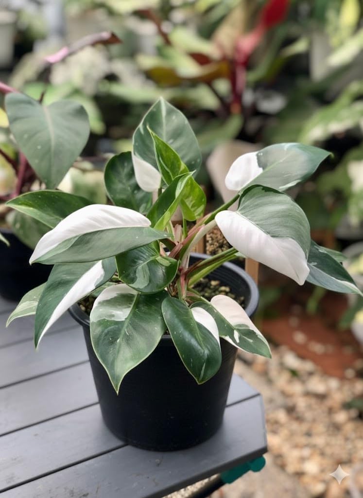 White Variegated Philodendron Live Plants, Unique Foliage Philodendron Plants, Rare Tropical Houseplant, No Pot, 4-8'' Tall