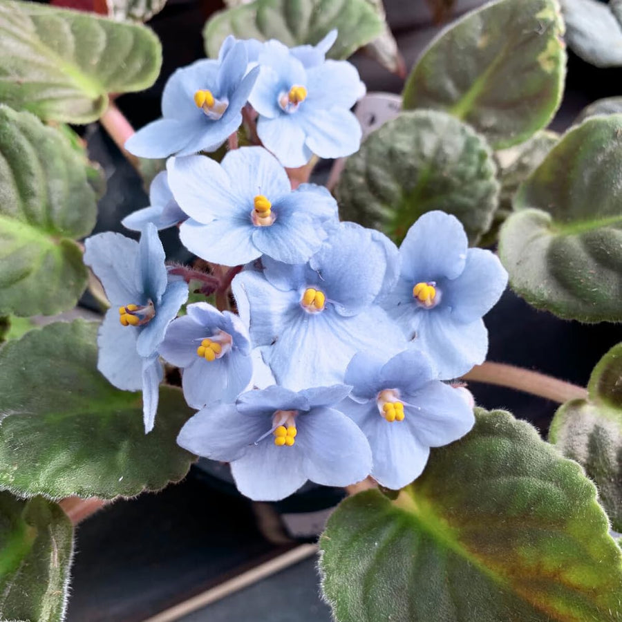 Light Blue African Violets Live Plant in 4" Pot, Starter African Violet for HouseplantIndoor Outdoor Home Decor