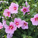 Pink Rose of Sharon Plant in Quart Pot, Hardy Hibiscus Flowering Shrub, Vibrant Outdoor Althea Plants, Fast-Growing Perennial