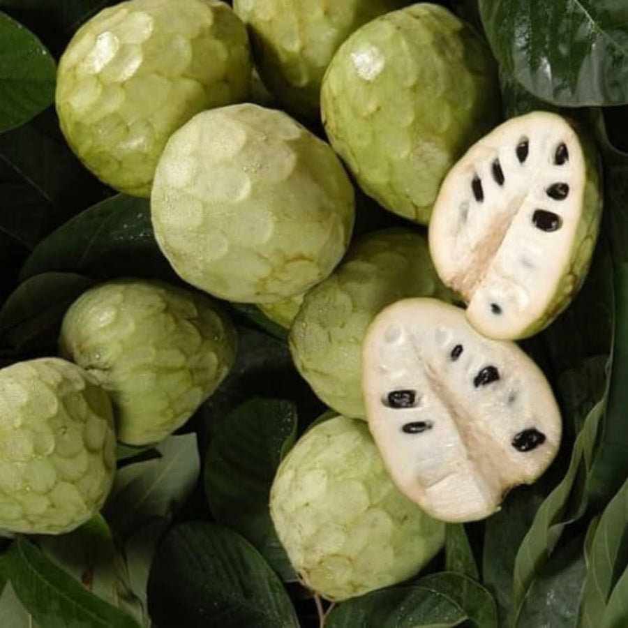 Cherimoya Tree Live Plant, Live Sweet Cherimoya Plants, Tropical Fruit Plant for Outdoor Planting, 4-6 Inches Tall