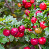 Acerola Barbados Cherry Plant Live, 2 Years Old Early Fruiting Cherry Fruit Live Plant, Sweet Tropical Fruit Tree, 2 feet Tall for Outdoor Garden