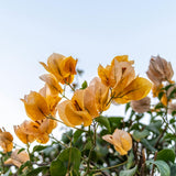 2 Trailing Bougainvillea Plants Live, Hardy Flowering Bougainvillea Plants for Hanging Basket, Container Growing, 4-8 Inches Tall (Golden)
