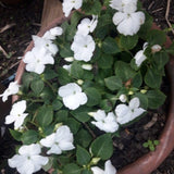 White Impatiens Live Plant in 4-Inch Pot, Impatiens Plant 3-5 Inch Tall, Flowering Annual for Gardens and Containers