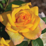 Rare Rose Bush Live Plant - Rose Plant Live to Grow - Bareroot 5-10 Inch Tall - Fragrant Rose Flowers Shrub - No Pot (Gold Rose)
