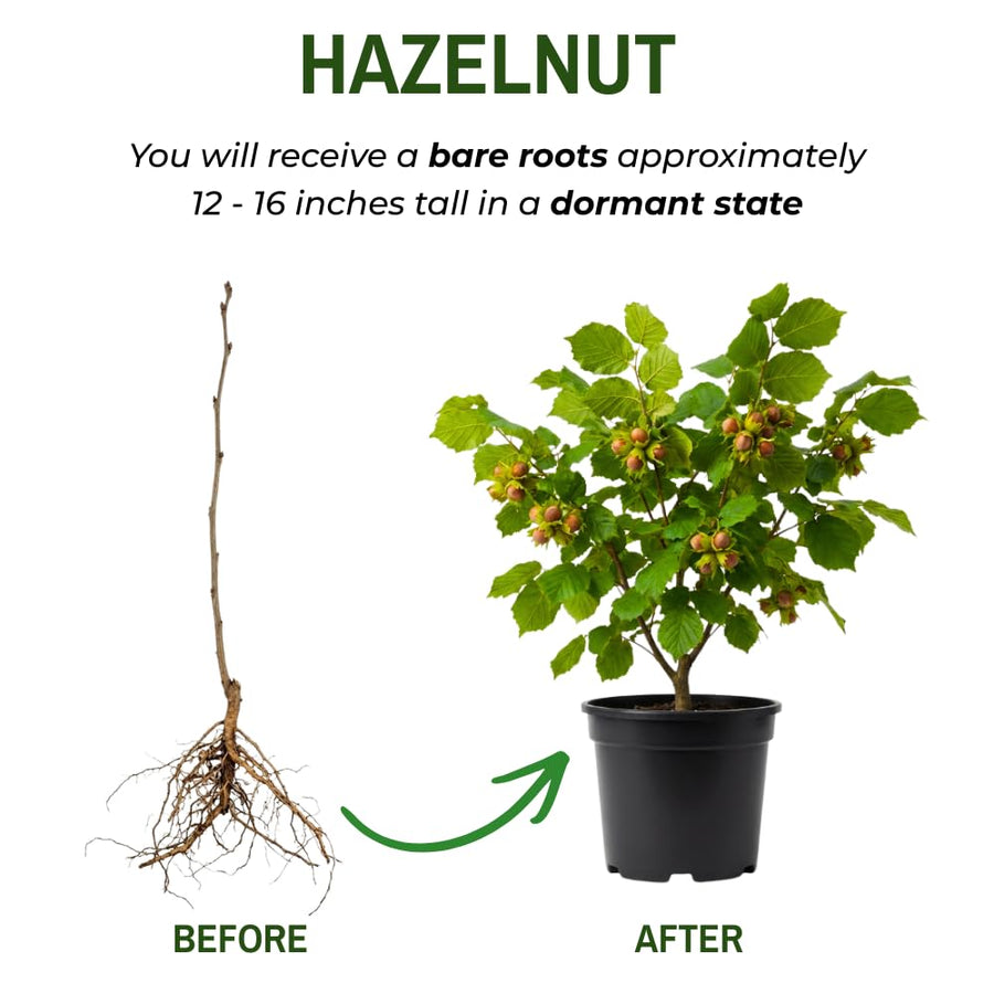 Hazelnut Bare Root Plant, Hazelnut Tree Live Plant, 12-16 Inc Tall, No Leaf, 1-2 Years Old Bare Root, Hardy Nut Tree for Outdoor Garden and Edible Landscape Growing