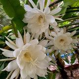 2 Queen of the Night Live Plant in 4 Inch Pot, Rare Night Blooming Orchid Cactus, Epiphyllum Oxypetalum Live Plant, 3-6 Inches Tall