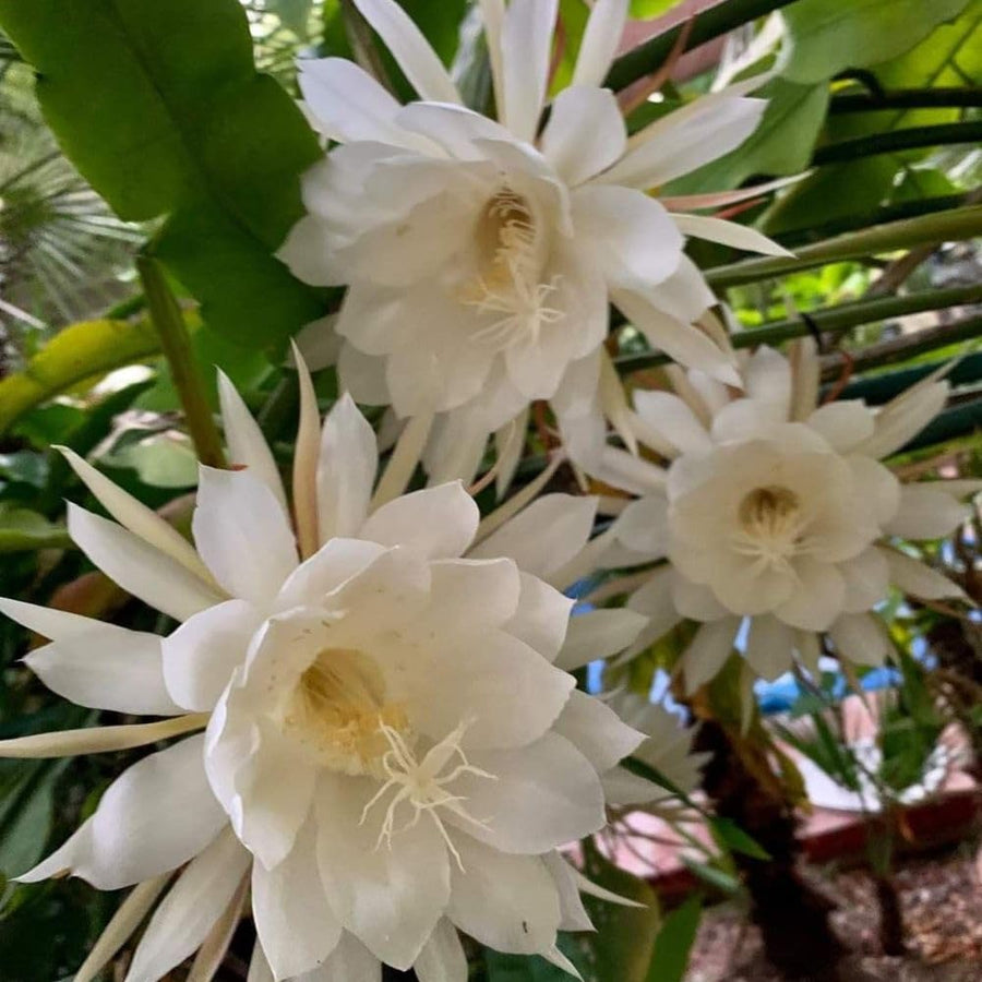 2 Queen of the Night Live Plant in 4 Inch Pot, Rare Night Blooming Orchid Cactus, Epiphyllum Oxypetalum Live Plant, 3-6 Inches Tall