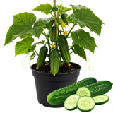 Live Cucumber Vegetable Plant, Green Cucumber Plant Live, 6-8 Inches Tall in 4 Inch Pot, Well-Rooted Vegetable Starter for Outdoor Growing